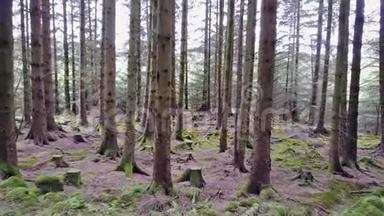 穿越苏格兰高地的森林
